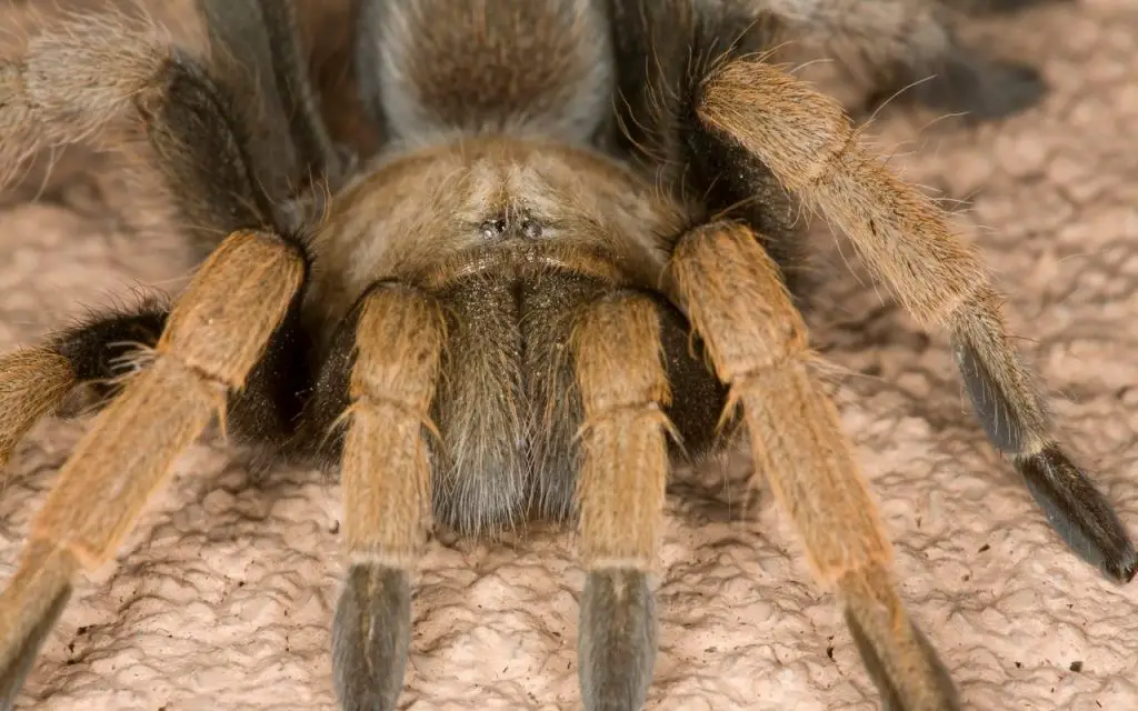Do tarantulas build webs?