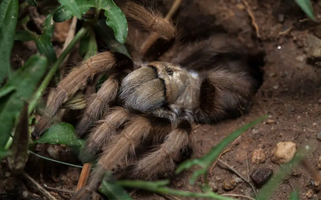 What do Arizona Blonde Tarantulas eat?