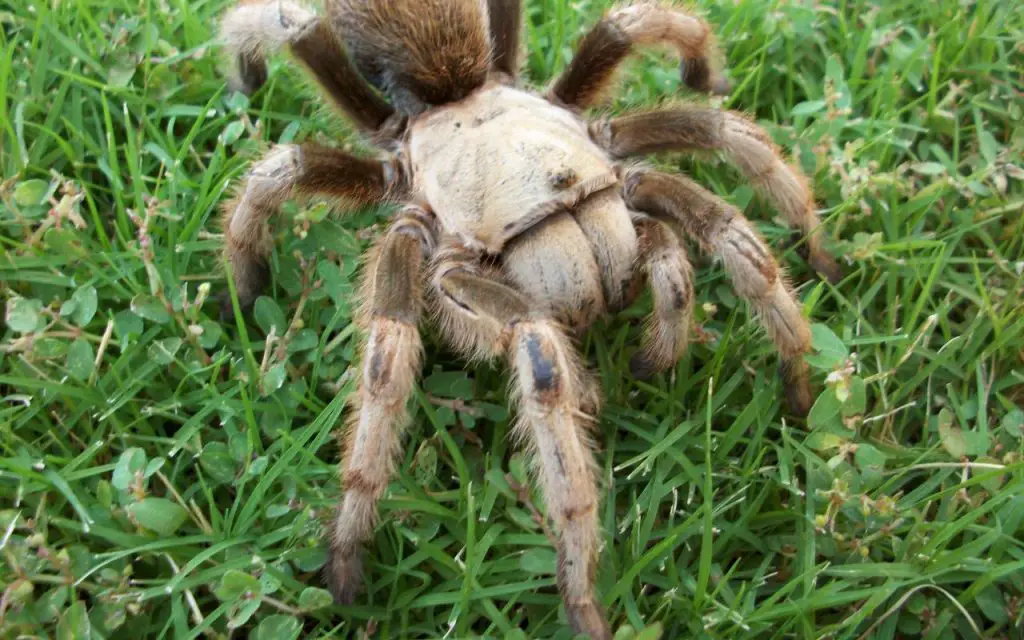 Are Arizona Blonde Tarantulas good pets?