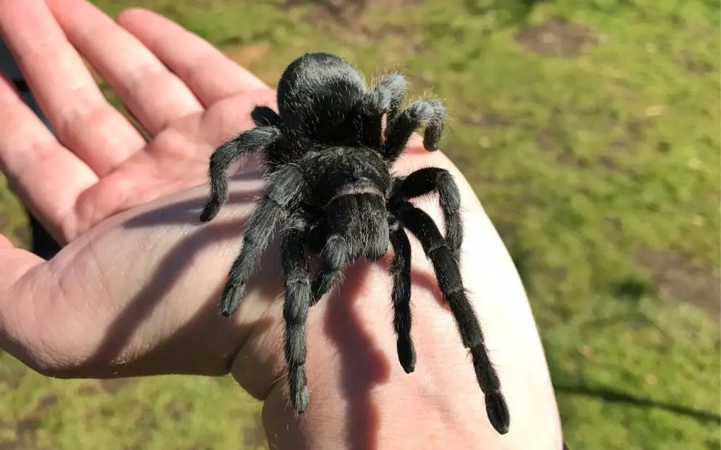 What is the lifespan of a Brazilian Black Tarantula?