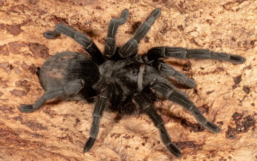 What happens if you drop a tarantula?