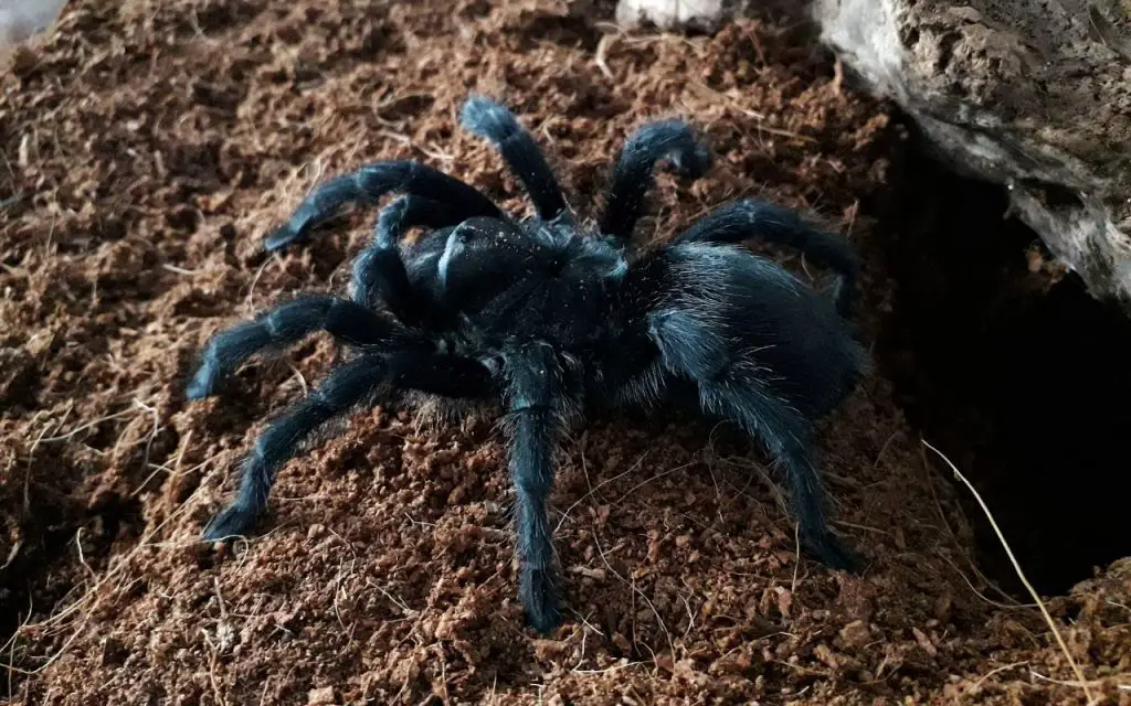 Brazilian Black Tarantula care and faqs