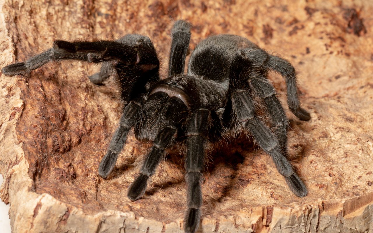 What is the size of a Brazilian Black Tarantula?