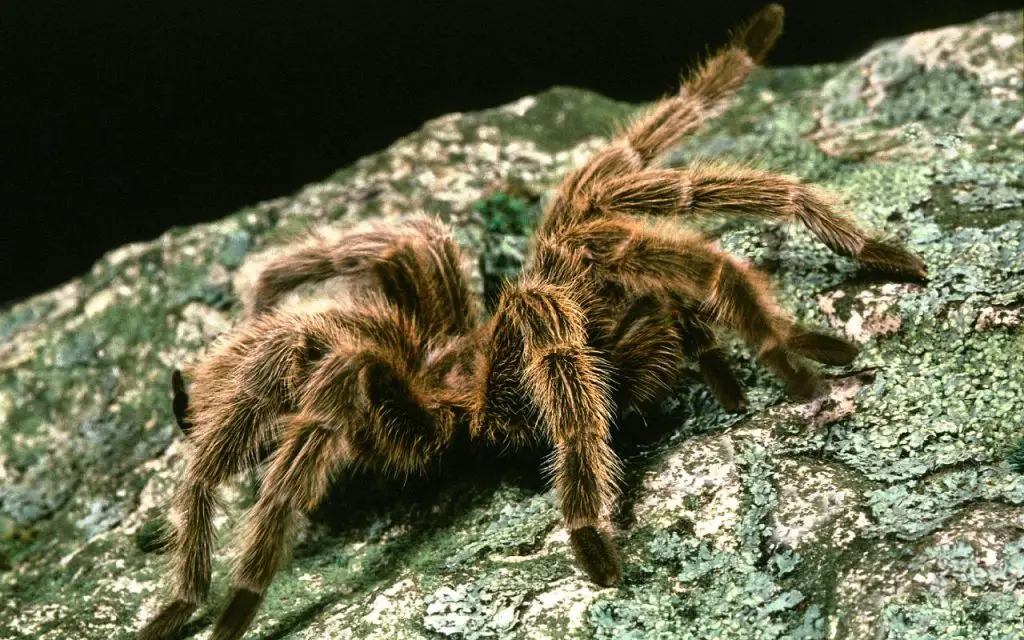 Are Rose Hair Tarantulas venomous?