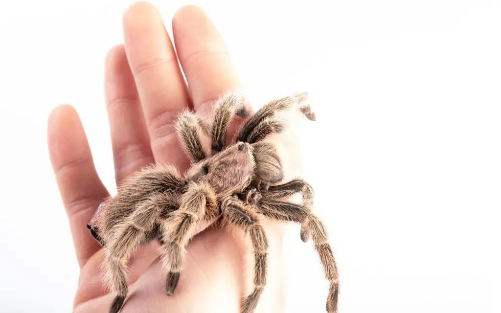 How long do Rose Hair Tarantulas live?