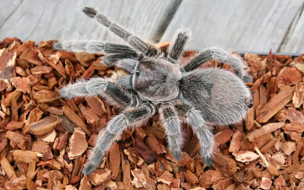 How often do Rose Hair Tarantulas molt?