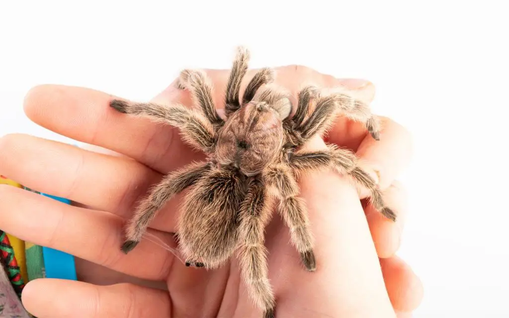 Chilean Rose Tarantula care guide