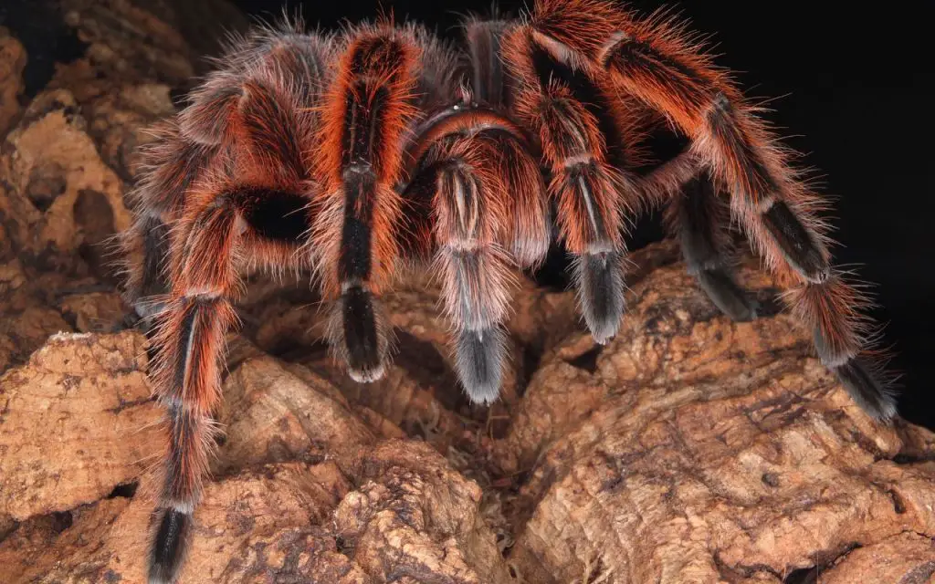 interesting facts about tarantulas