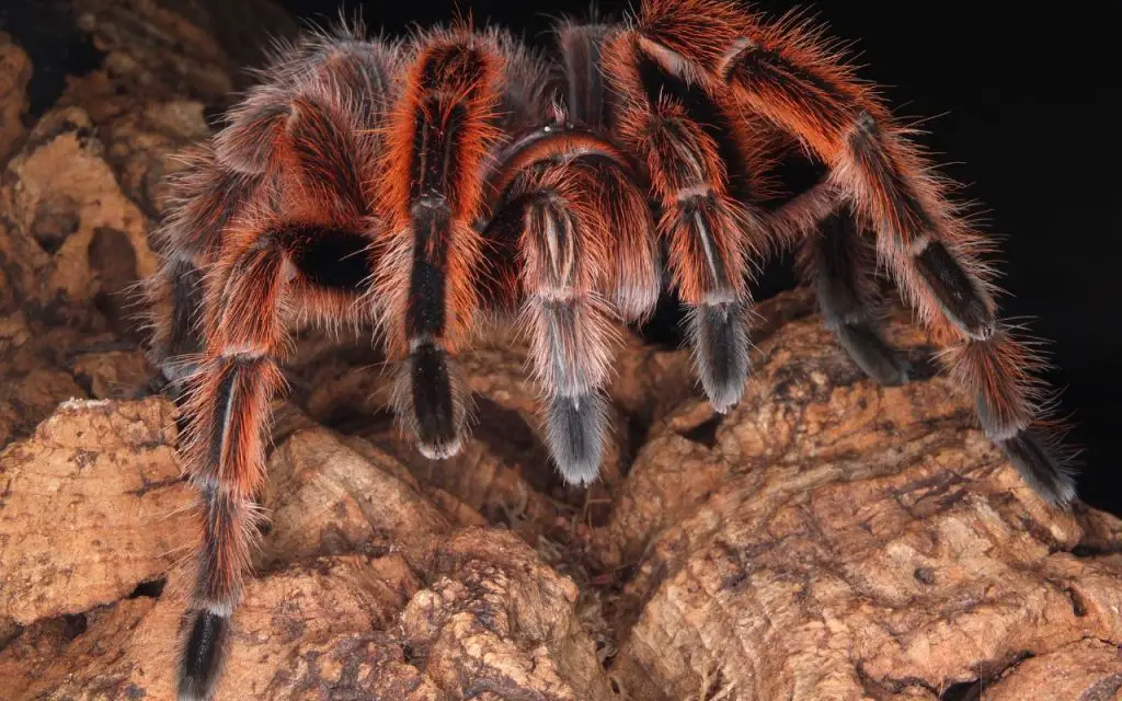 How often do Rose Hair Tarantulas molt?