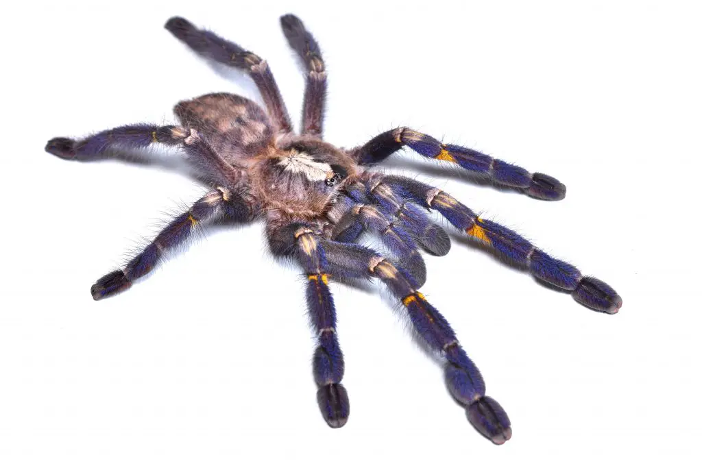 Interesting facts about tarantulas
