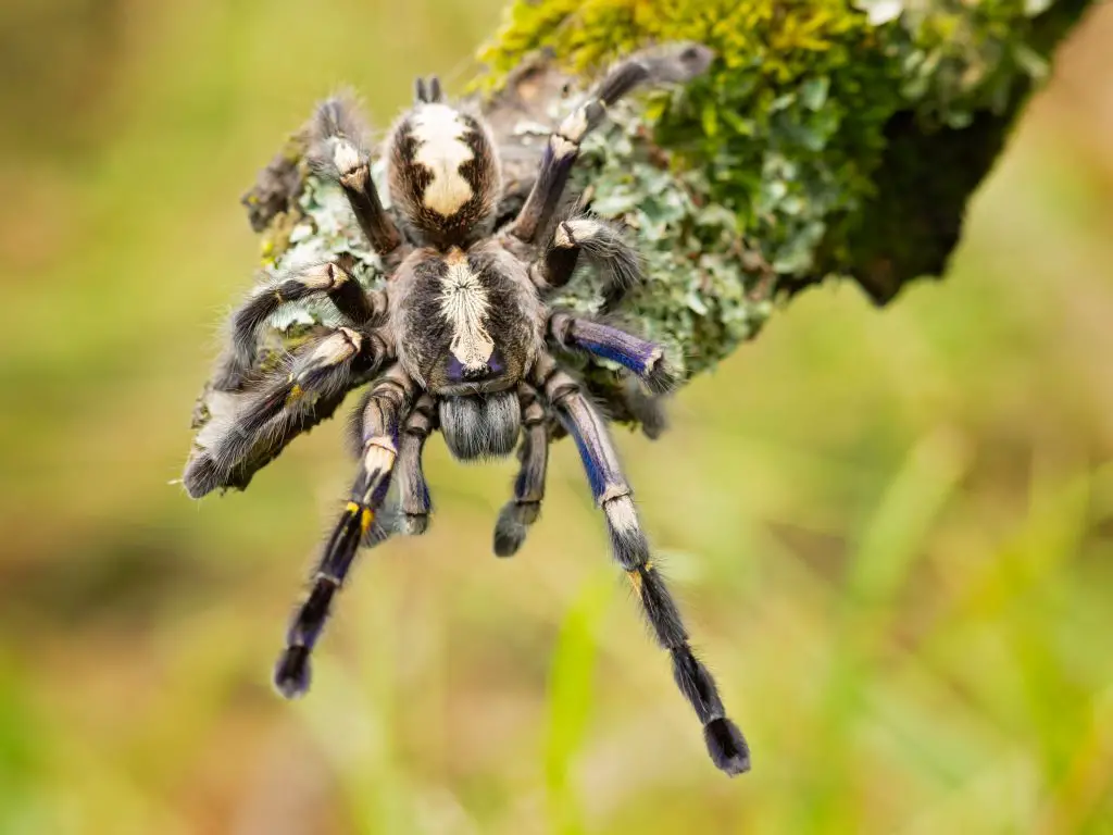 Gooty Saphire Tarantula care