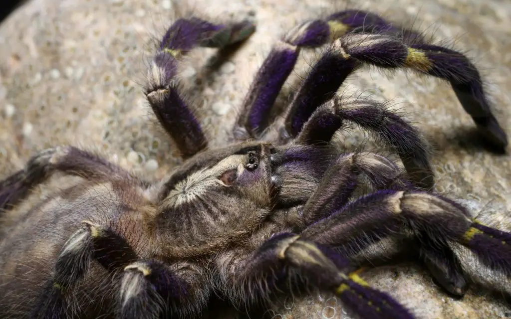 how far can tarantulas see?