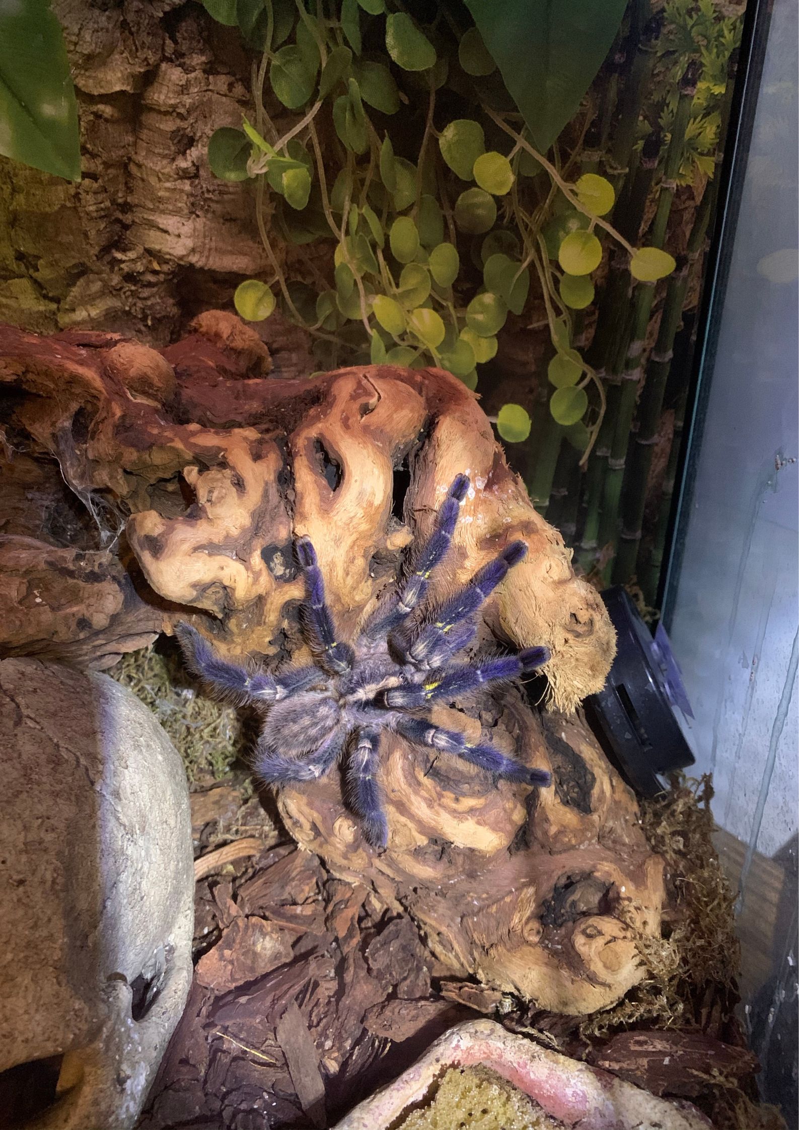 Gooty Saphire Tarantula in arboreal setup