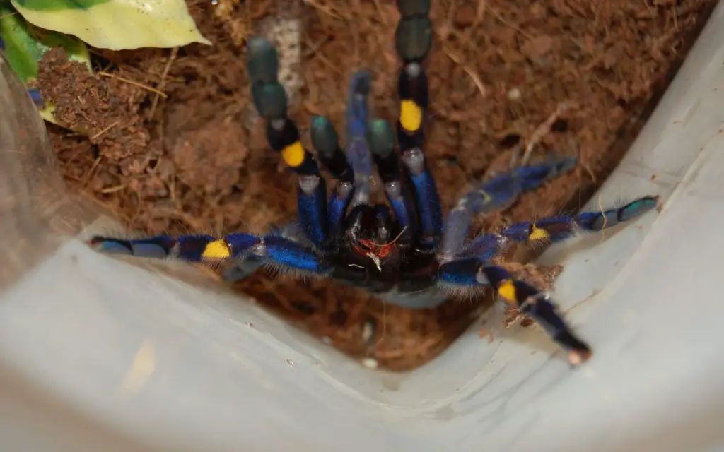 Gooty Saphire Tarantula care