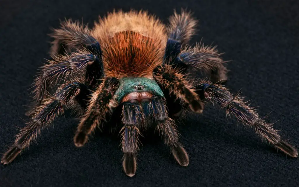 Do tarantulas build webs?