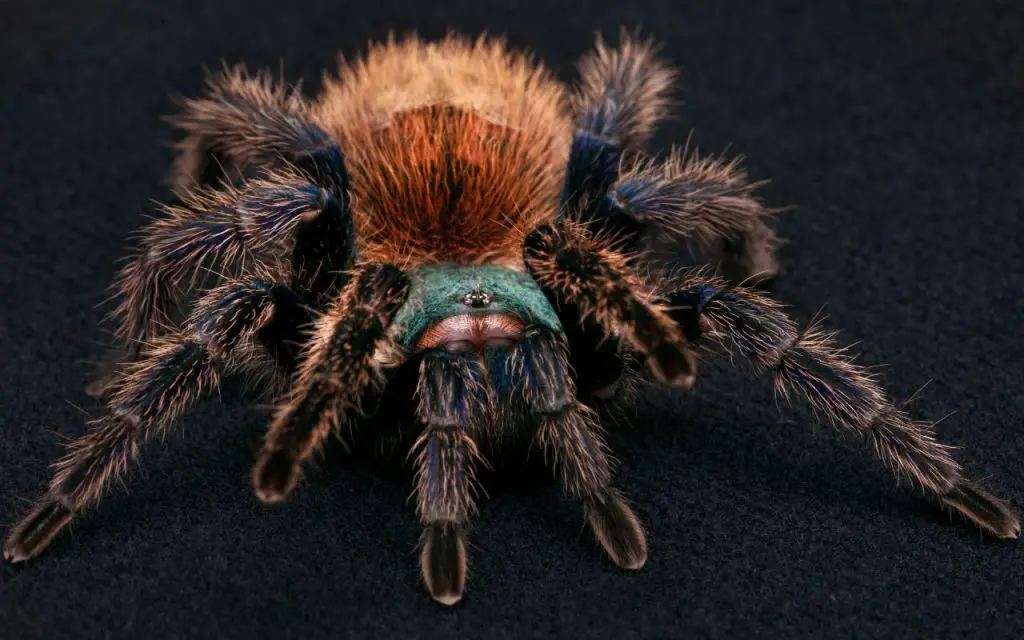 Top 4 best tarantulas for beginners