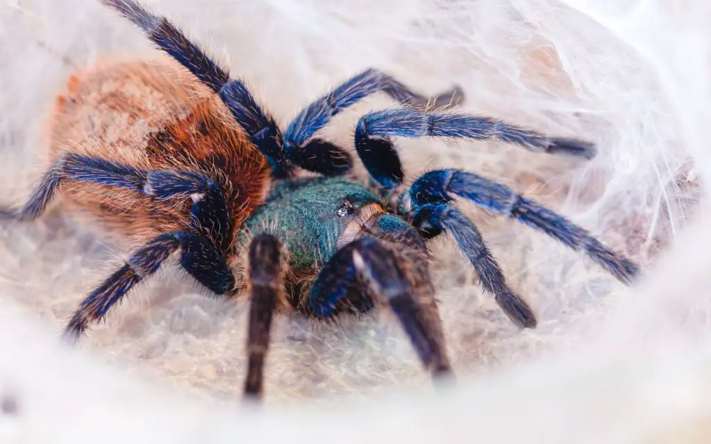 Green Bottle Blue Tarantula Care