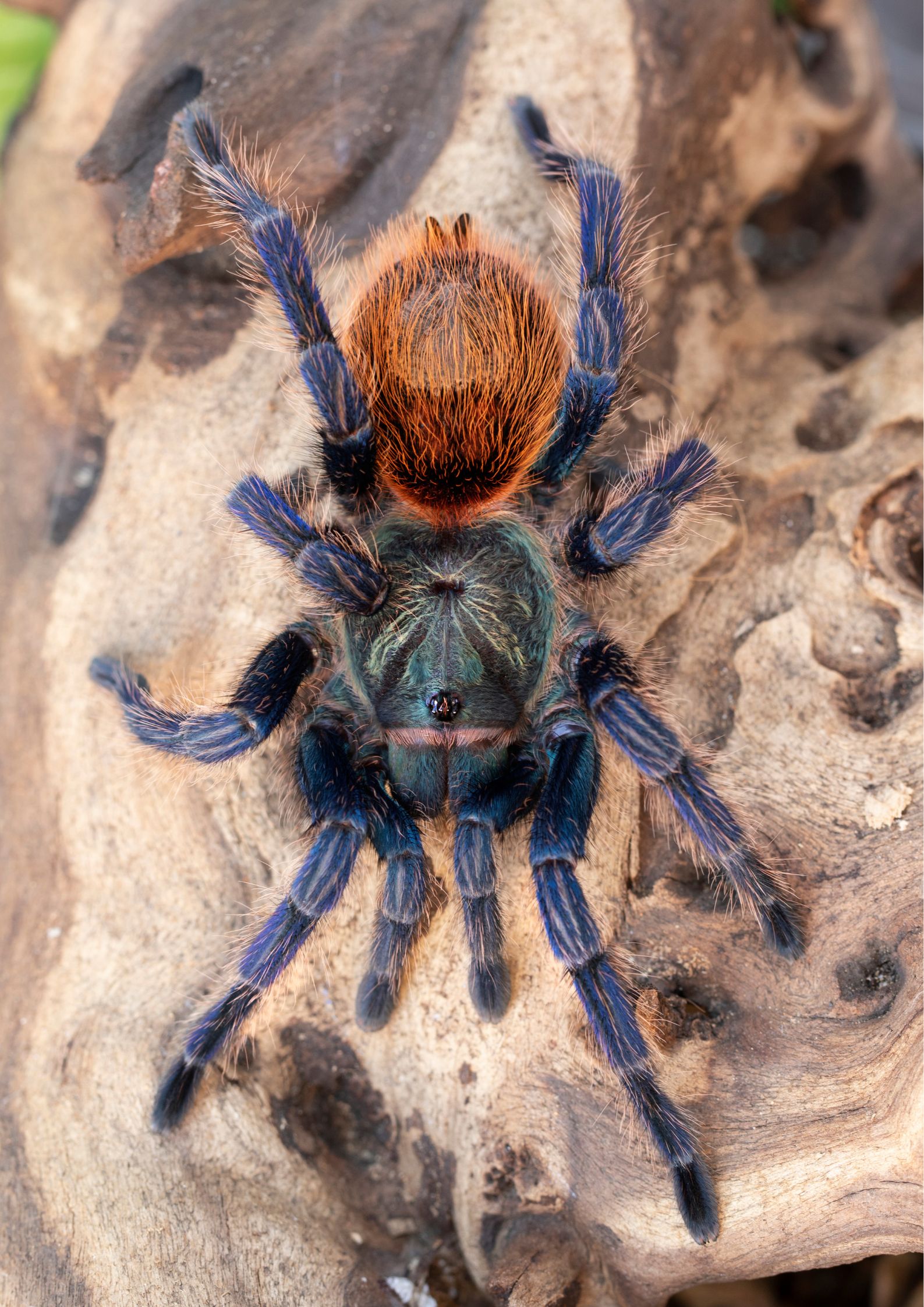 how far can tarantulas see?