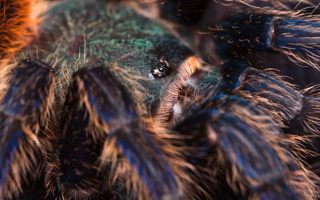how far can tarantulas see?