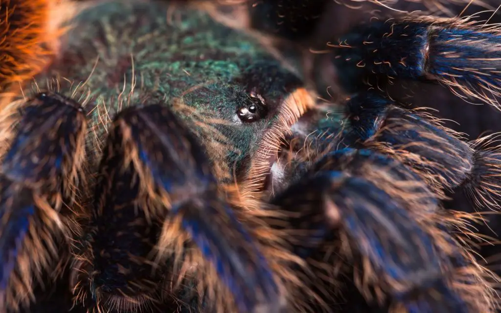 Green Bottle Blue Tarantula Care