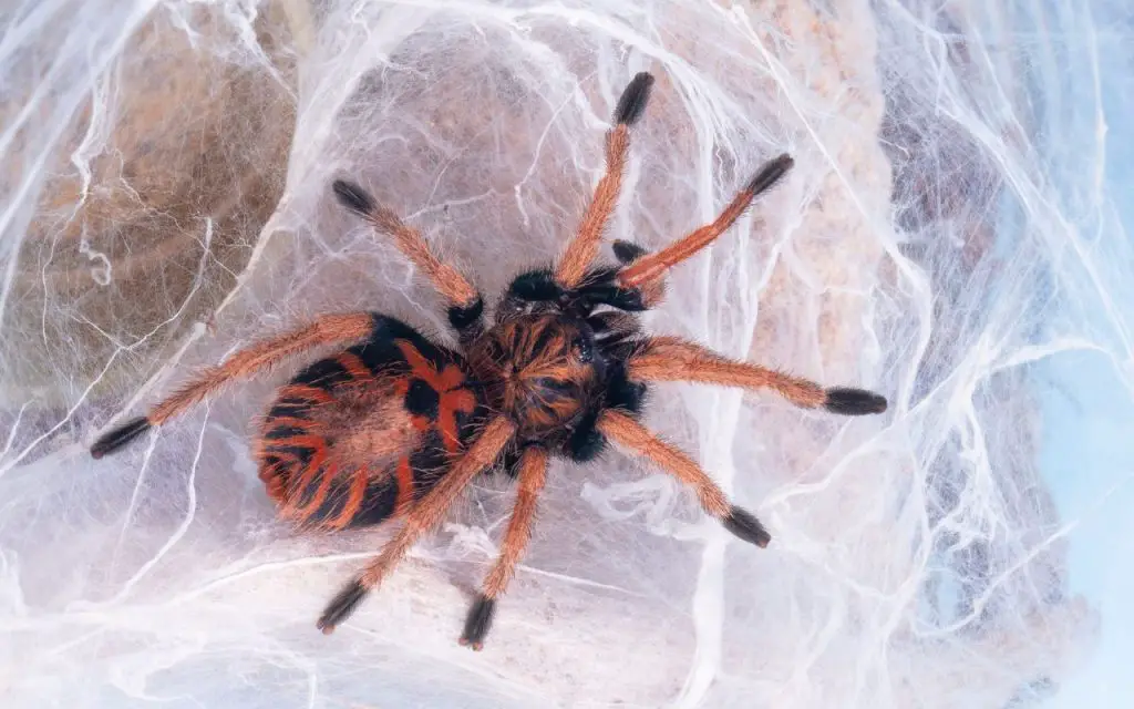 Green Bottle Blue Tarantula husbandry