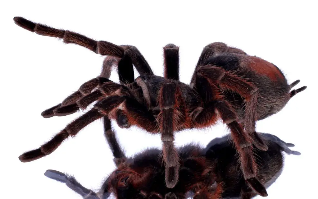 What is the lifespan of a Brazilian Black Tarantula?