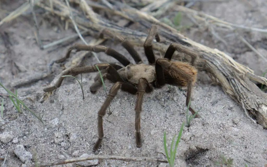 how do tarantulas reproduce?