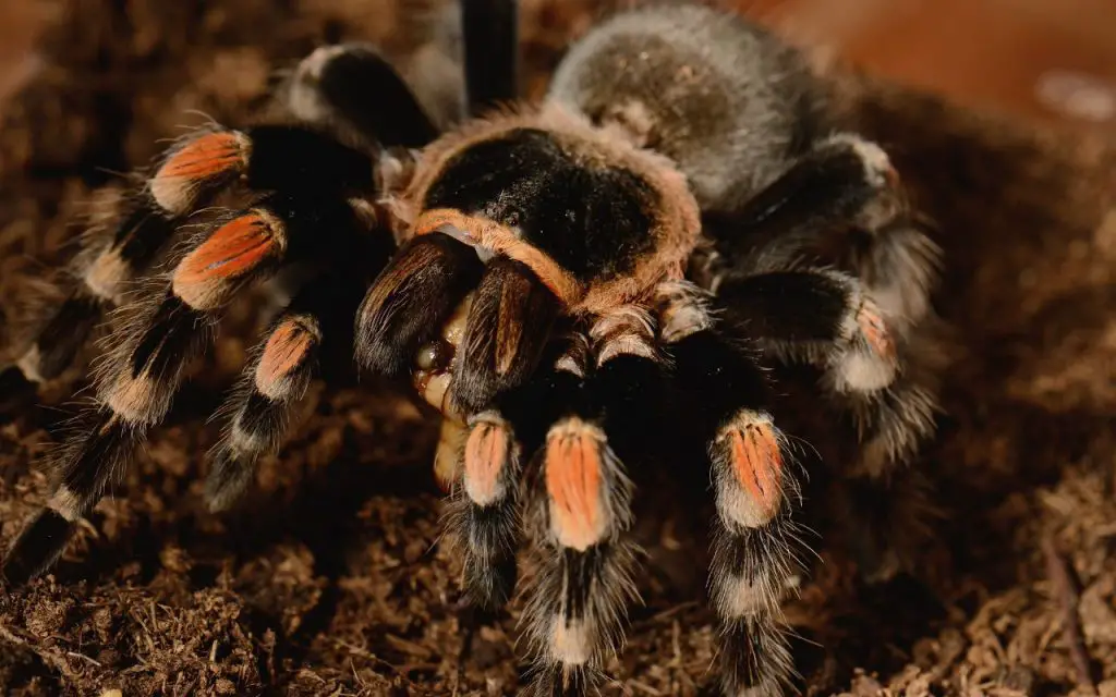 interesting facts about tarantulas