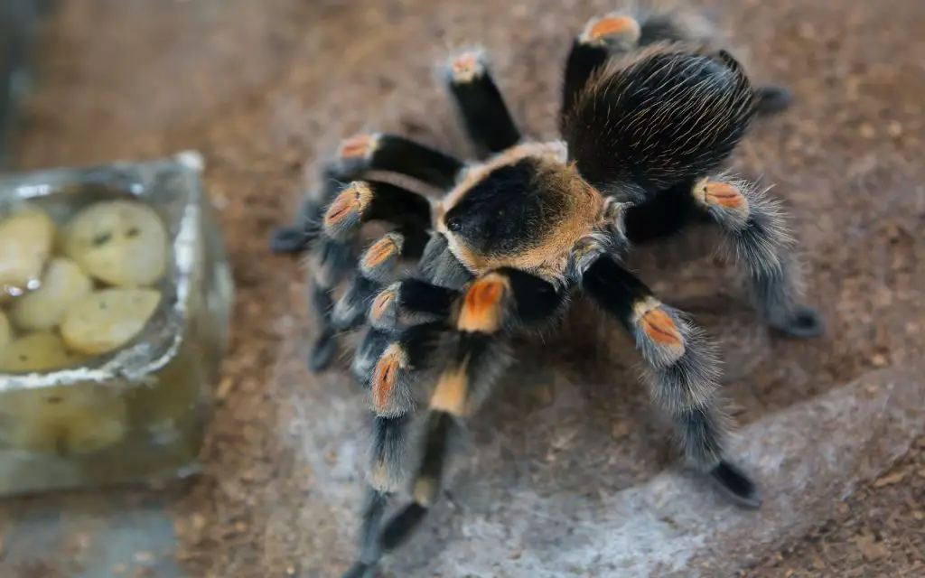 What tarantulas are good for handling?