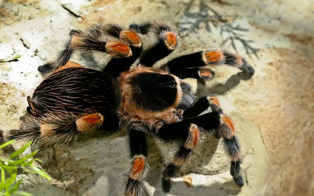 How long do tarantulas live?