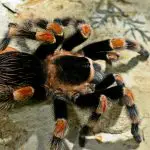 Mexican Red Knee Tarantula Care Guide