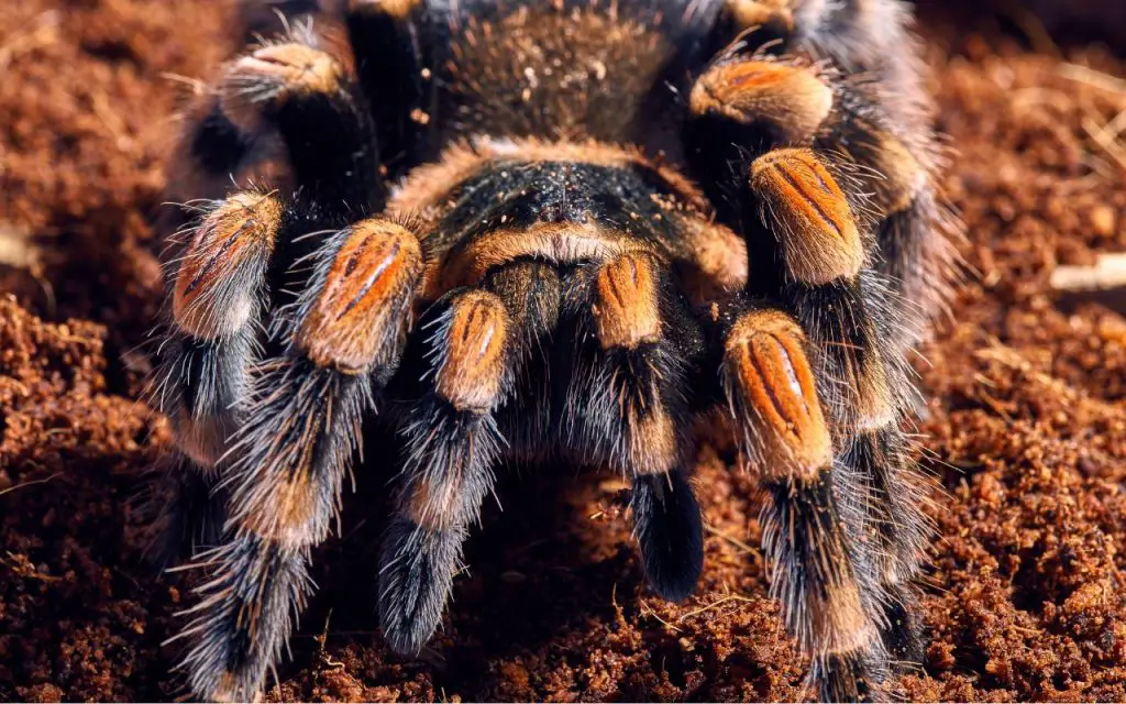 pet tarantulas bite