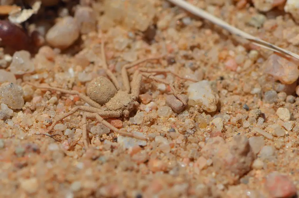 Six eyed sand spider facts