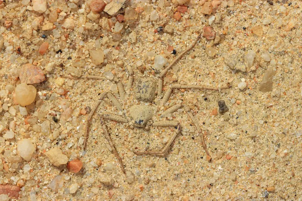 Six eyed sand spider facts