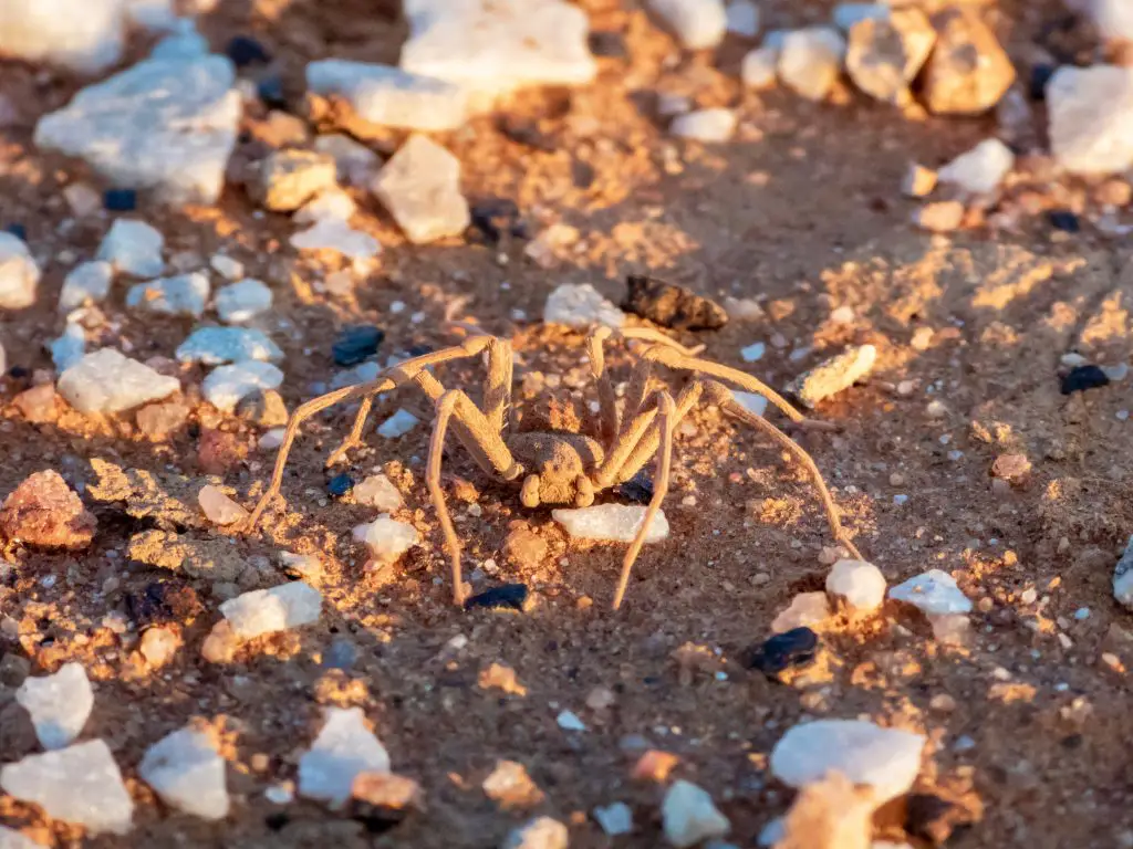 Six eyed sand spider facts