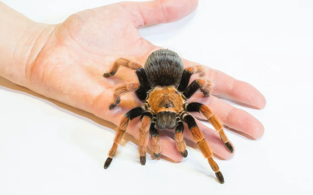 What happens if a tarantula bites you?