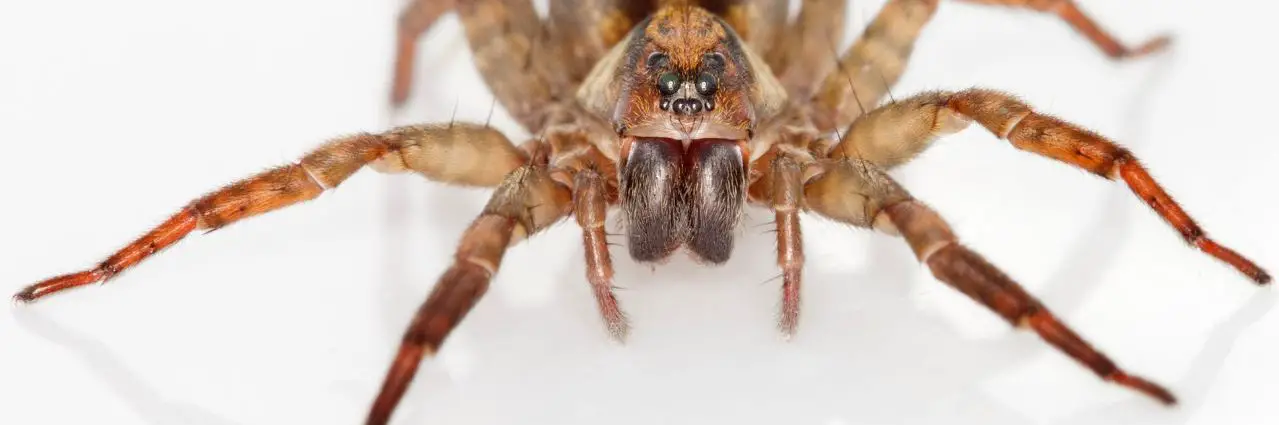 Curly Hair Tarantula Facts - The Spider Blog