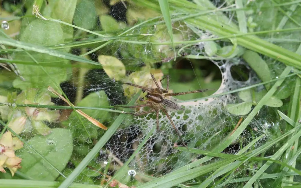Native spiders of texas
