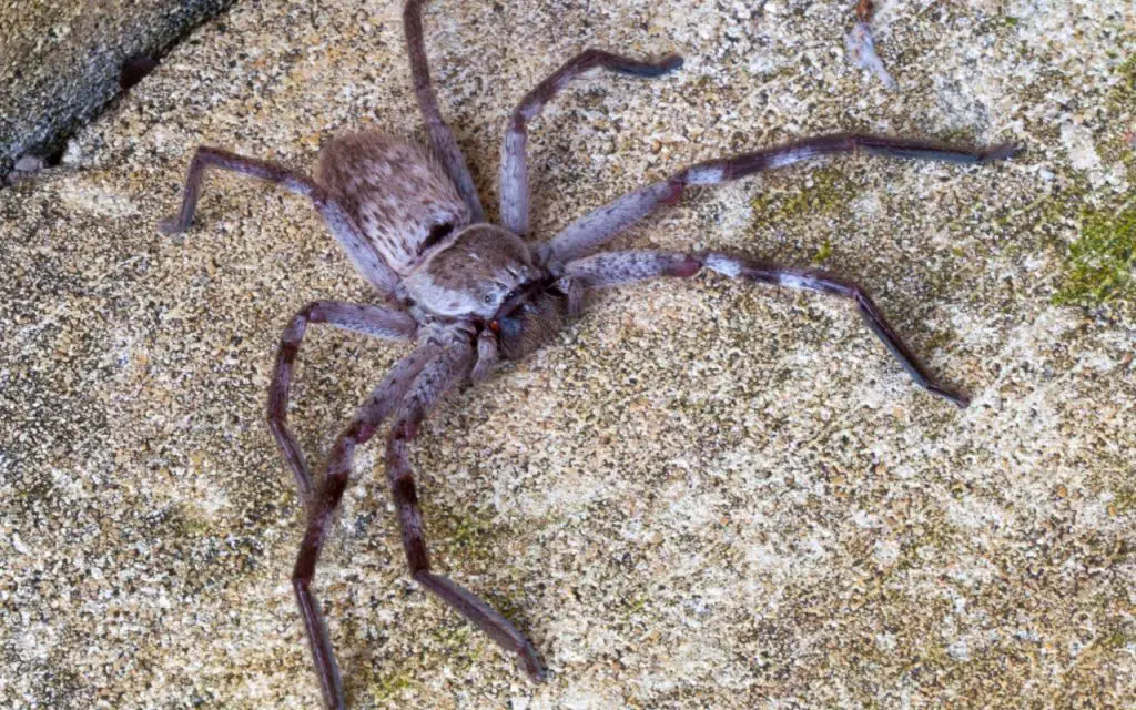 How long do Huntsman Spiders live for? The Spider Blog