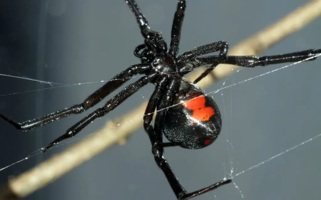 What does a black widow bite look like?