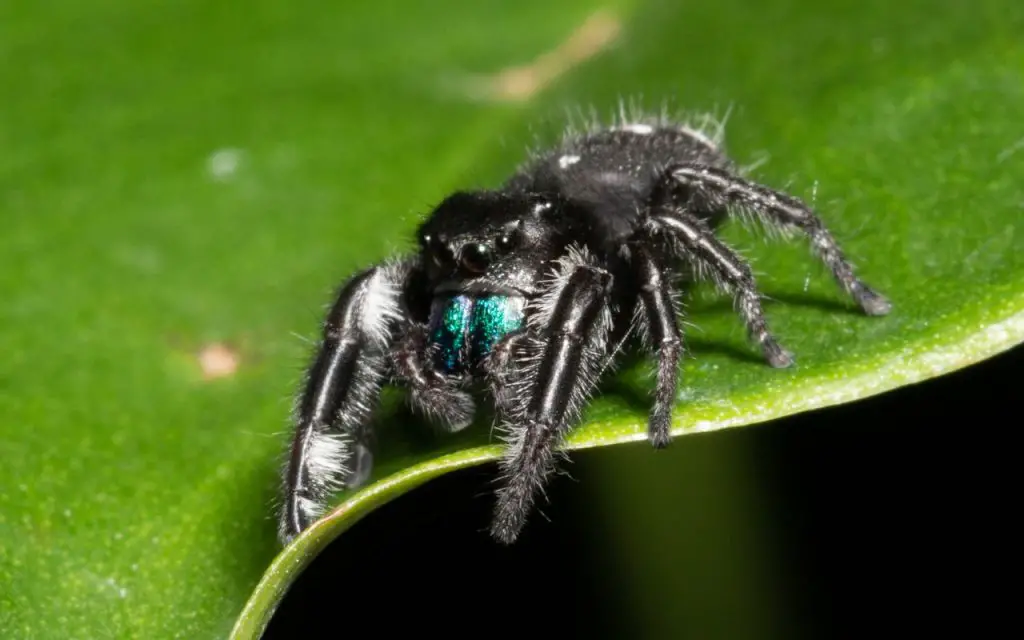 bold jumping spider care