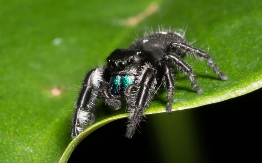 Jumping spider vs. black widow