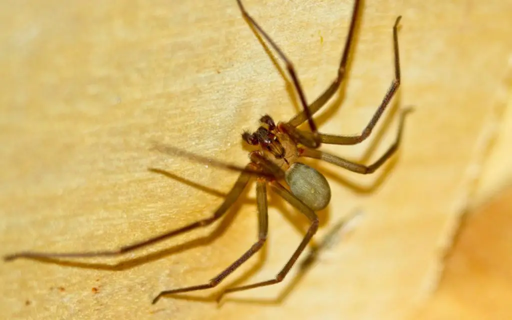 When do Brown Recluse spiders bite?