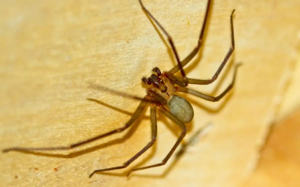 How fast are Brown Recluse Spiders? The Spider Blog