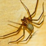 Spiders mistaken for Brown Recluse