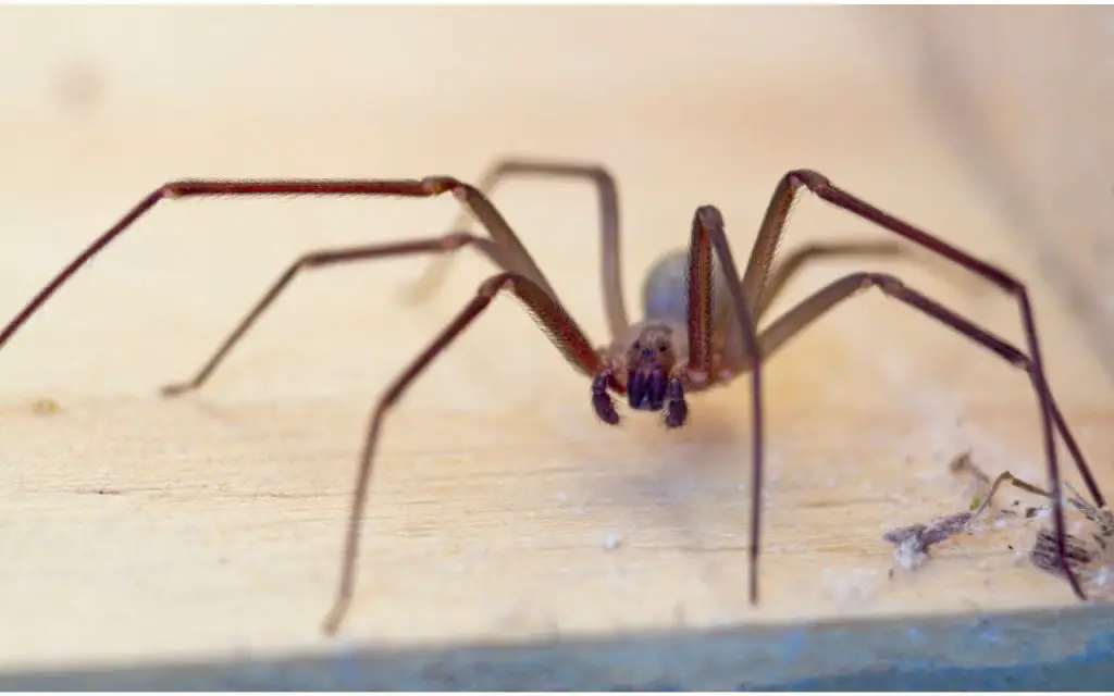 When do Brown Recluse spiders bite?