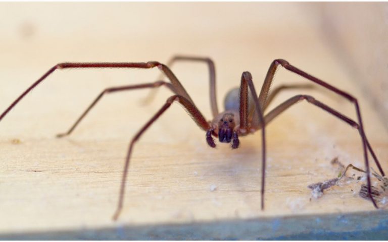 Does Oregon have Brown Recluse spiders? - The Spider Blog