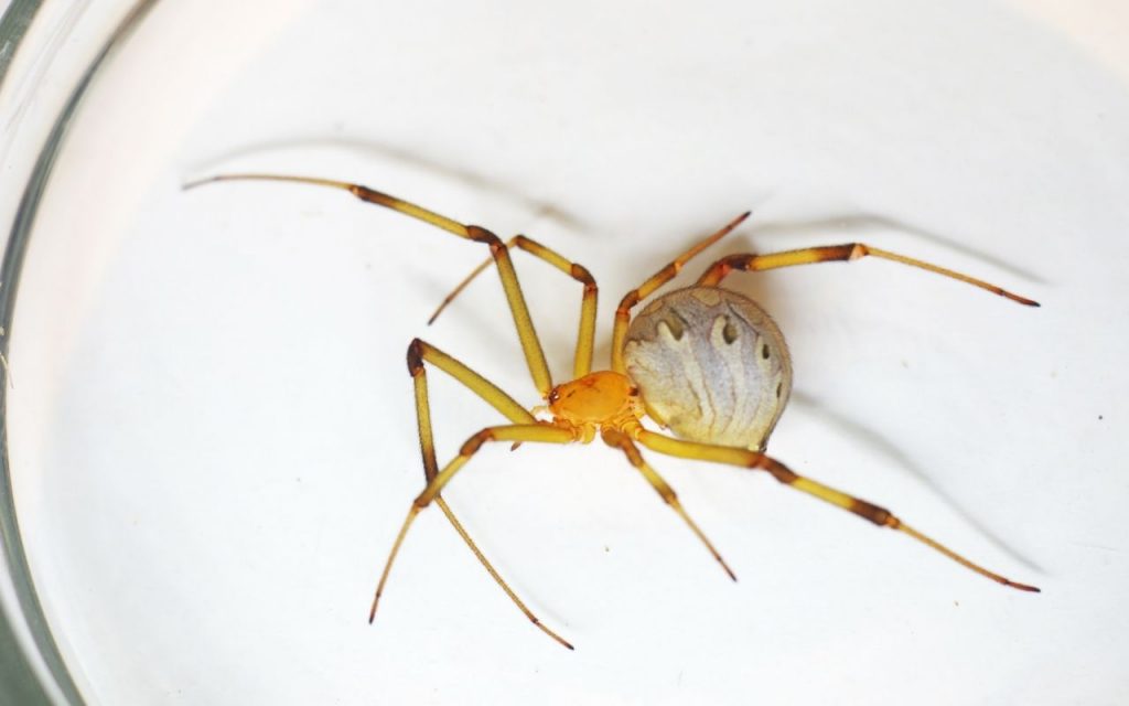 Brown Widow Spider (Latrodectus geometricus)