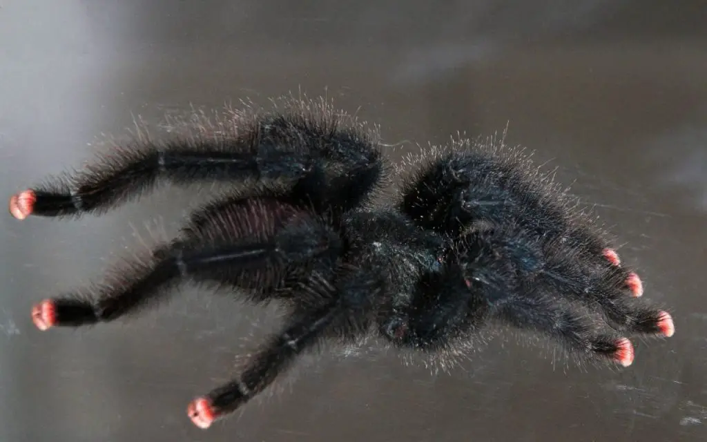 How long do tarantulas live?