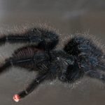 How long do tarantulas live?